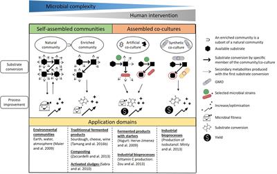 Understanding the Mechanisms of Positive Microbial Interactions That Benefit Lactic Acid Bacteria Co-cultures